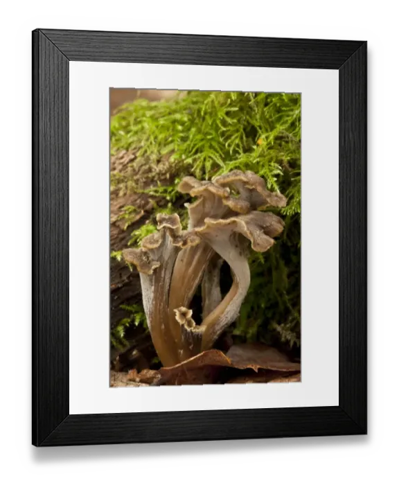 Framed Print : Sinuous Chanterelle (Pseudocraterellus sinuosus) fruiting bodies, growing in old woodland, Wiltshire, England Framed Print : Sinuous Chanterelle (Pseudocraterellus sinuosus) fruiting bodies, growing in old woodland, Wiltshire, England