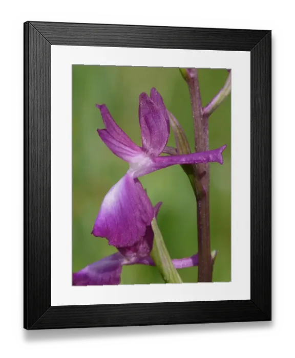 Framed Print : Loose-flowered Orchid (Orchis laxiflora) close-up of flower, growing in marshland, Peloponesos, Southern Greece, april
