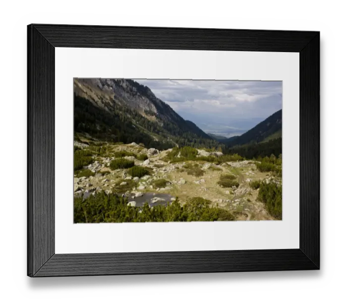 Framed Print : View of tree-line habitat of krummholz dwarf shrubs, with Mountain Pine (Pinus mugo) and Juniper (Juniperus sp. )