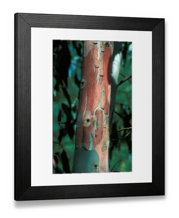 Framed Print : Tree-Eucalyptus (Eucalyptus camal dulensis) close-up of trunk / showing bark peeling Framed Print : Tree-Eucalyptus (Eucalyptus camal dulensis) close-up of trunk / showing bark peeling