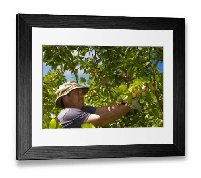 Framed Print : Victoria Plum (Prunus domestica) fruit, picker harvesting crop, Plumbe and Maufe Orchard, North Norfolk, England Framed Print : Victoria Plum (Prunus domestica) fruit, picker harvesting crop, Plumbe and Maufe Orchard, North Norfolk, England
