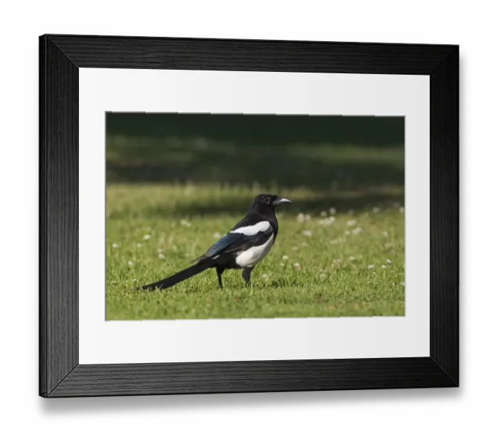 Framed Print : Common Magpie (Pica pica) adult, standing on grass, Oxfordshire, England, june Framed Print : Common Magpie (Pica pica) adult, standing on grass, Oxfordshire, England, june