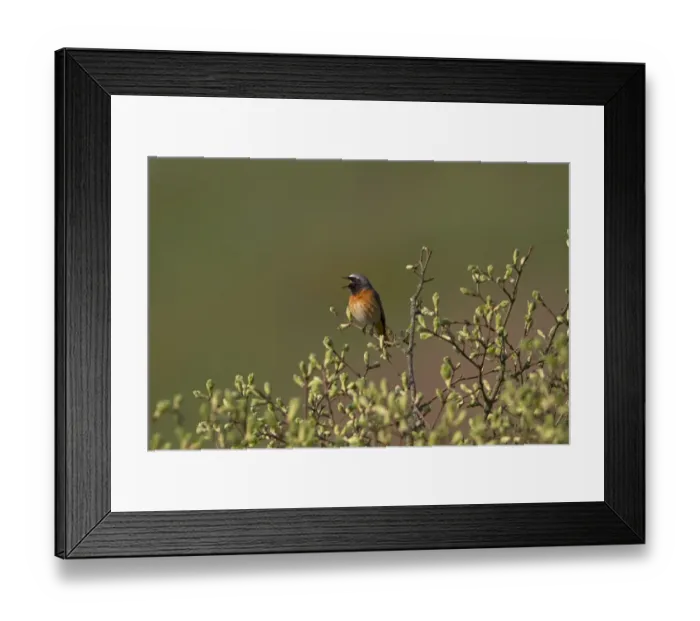 Framed Print : Common Redstart (Phoenicurus phoenicurus) adult male, singing, perched in bush with leafbuds, Shropshire, England