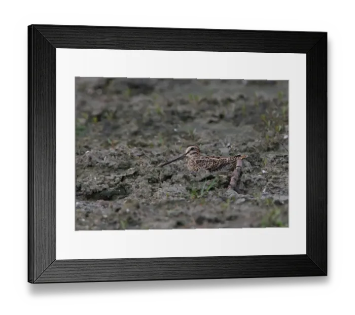 Framed Print : Pintail Snipe (Gallinago stenura) adult, sitting on muddy ground, Sri Lanka, december Framed Print : Pintail Snipe (Gallinago stenura) adult, sitting on muddy ground, Sri Lanka, december