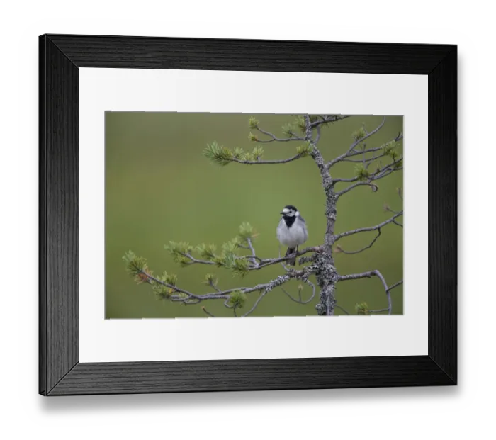 Framed Print : White Wagtail (Motacilla alba) adult, perched on pine branch, Finland, july Framed Print : White Wagtail (Motacilla alba) adult, perched on pine branch, Finland, july