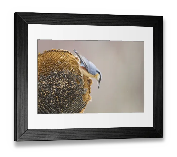 Framed Print : European Nuthatch (Sitta europaea) adult, feeding on Sunflower (Helianthus annuus) seeds Framed Print : European Nuthatch (Sitta europaea) adult, feeding on Sunflower (Helianthus annuus) seeds
