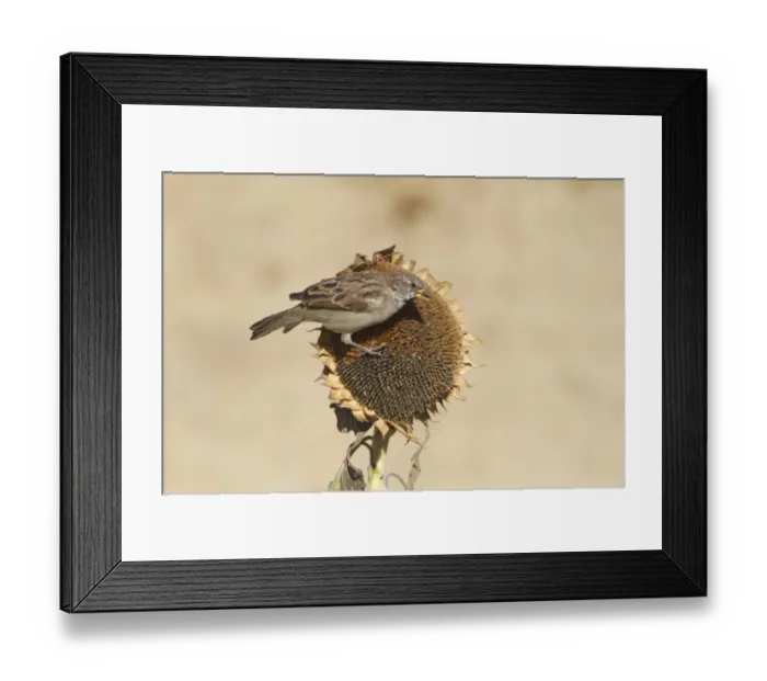 Framed Print : House Sparrow (Passer domesticus) adult male, feeding on sunflower seeds, Northern Spain, september Framed Print : House Sparrow (Passer domesticus) adult male, feeding on sunflower seeds, Northern Spain, september