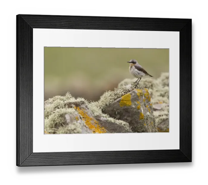 Framed Print : Northern Wheatear (Oenanthe oenanthe) adult male, perched on lichen covered drystone wall, Shetland Islands, Scotland Framed Print : Northern Wheatear (Oenanthe oenanthe) adult male, perched on lichen covered drystone wall, Shetland Islands, Scotland