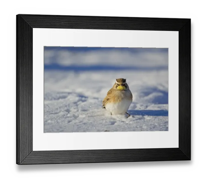 Framed Print : Shore Lark (Eremophila alpestris) adult male, standing on snow, Bosque del Apache National Wildlife Refuge, New Mexico