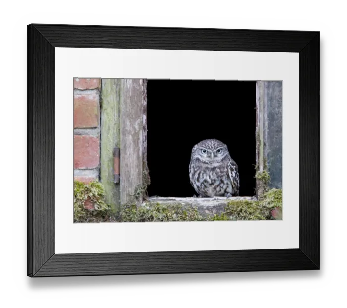 Framed Print : Little Owl (Athene noctua) adult, perched at window of old building, Norfolk, England, september
