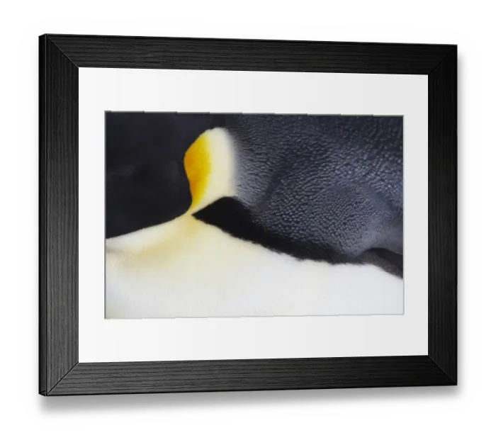 Framed Print : Emperor Penguin (Aptenodytes forsteri) adult, close-up of feathers, Snow Hill Island, Weddell Sea, Antarctica