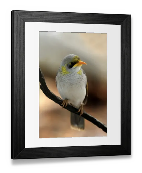 Framed Print : Yellow-throated Miner (Manorina flavigula) adult, perched on twig, Outback, Northern Territory, Australia