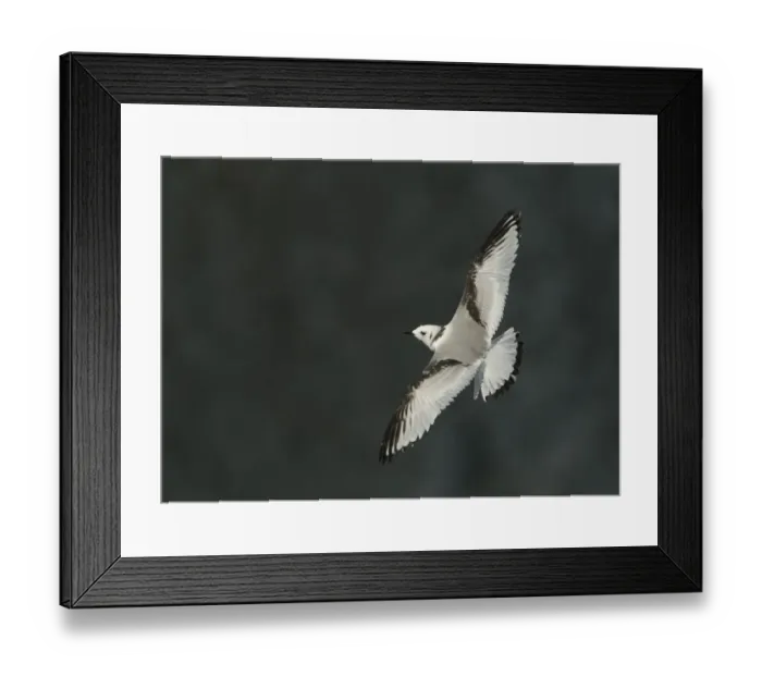 Framed Print : Black-legged Kittiwake (Rissa tridactyla) juvenile, in flight, Bempton Cliffs RSPB Reserve, East Yorkshire, England Framed Print : Black-legged Kittiwake (Rissa tridactyla) juvenile, in flight, Bempton Cliffs RSPB Reserve, East Yorkshire, England