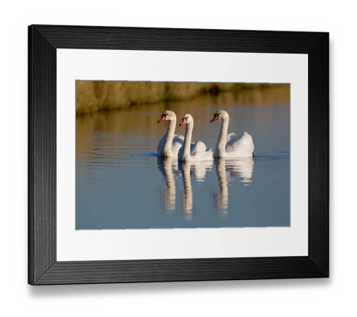 Framed Print : Mute Swan (Cygnus olor) three adults, swimming with reflection, Suffolk, England, november Framed Print : Mute Swan (Cygnus olor) three adults, swimming with reflection, Suffolk, England, november