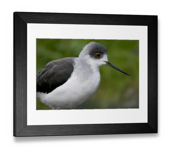 Framed Print : Black-winged Stilt (Himantopus himantopus) adult, close-up of head (captive) Framed Print : Black-winged Stilt (Himantopus himantopus) adult, close-up of head (captive)