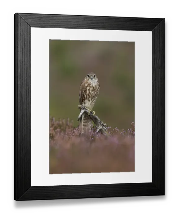 Framed Print : Merlin (Falco columbarius) adult female, perched on stump amongst flowering heather on moorland, Peak District Framed Print : Merlin (Falco columbarius) adult female, perched on stump amongst flowering heather on moorland, Peak District