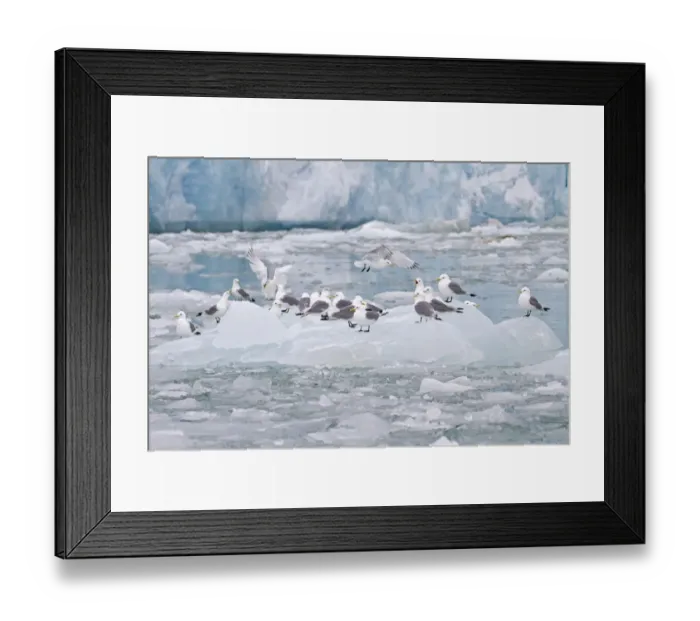 Framed Print : Black-legged Kittiwake (Rissa tridactyla) flock, standing on ice floe, Spitzbergen, Svalbard, july Framed Print : Black-legged Kittiwake (Rissa tridactyla) flock, standing on ice floe, Spitzbergen, Svalbard, july