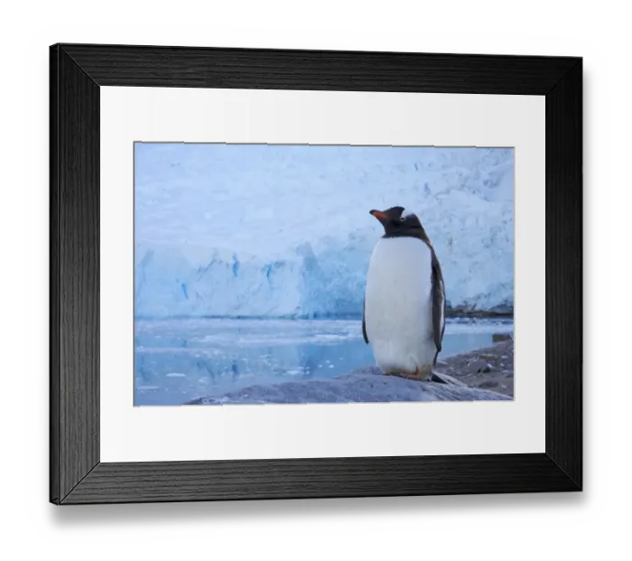 Framed Print : Gentoo Penguin (Pygoscelis papua) adult, standing on rock, with glacier in background, Neko Harbour Framed Print : Gentoo Penguin (Pygoscelis papua) adult, standing on rock, with glacier in background, Neko Harbour