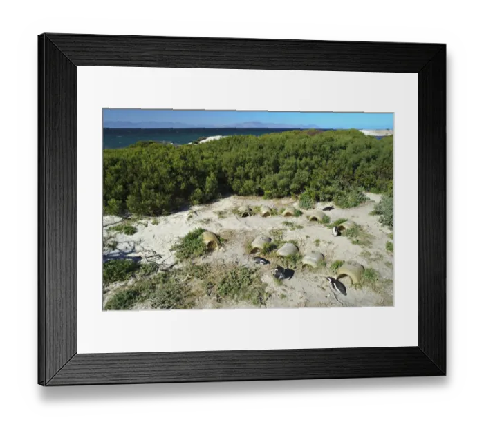 Framed Print : Jackass Penguin (Spheniscus demersus) adults, breeding colony at artificial nesting site, Simonstown, Western Cape Framed Print : Jackass Penguin (Spheniscus demersus) adults, breeding colony at artificial nesting site, Simonstown, Western Cape