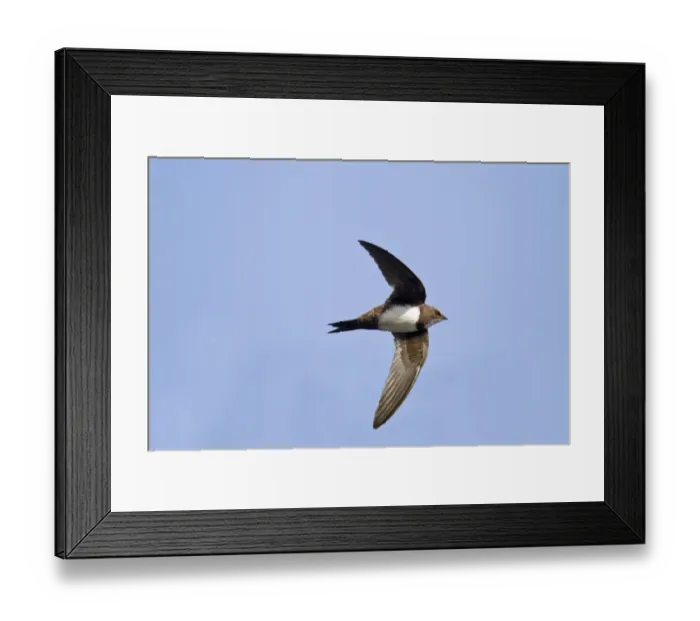 Framed Print : Alpine Swift (Apus melba) adult, in flight, Extremadura, Spain, june