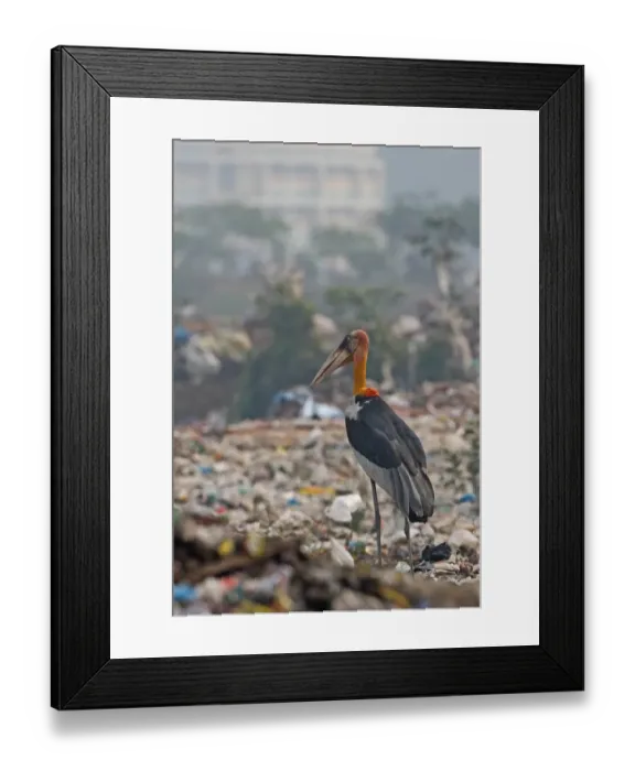 Framed Print : Greater Adjutant (Leptoptilos dubius) adult, scavenging on rubbish dump, Guwahati, Assam, India, january Framed Print : Greater Adjutant (Leptoptilos dubius) adult, scavenging on rubbish dump, Guwahati, Assam, India, january