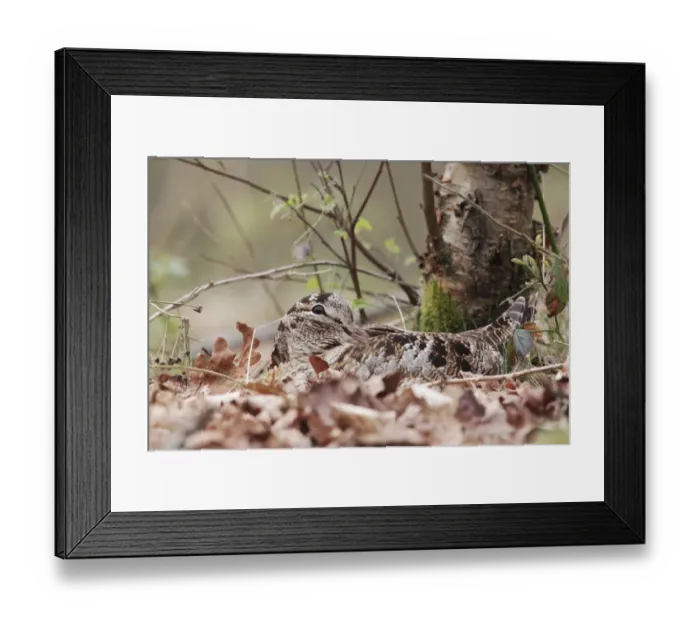 Framed Print : Eurasian Woodcock (Scolopax rusticola) adult, sitting on nest amongst oak leaf litter in woodland, Peak District Framed Print : Eurasian Woodcock (Scolopax rusticola) adult, sitting on nest amongst oak leaf litter in woodland, Peak District