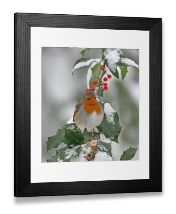 Framed Print : European Robin (Erithacus rubecula) adult, perched on snow covered European Holly (Ilex aquifolium) with berries Framed Print : European Robin (Erithacus rubecula) adult, perched on snow covered European Holly (Ilex aquifolium) with berries