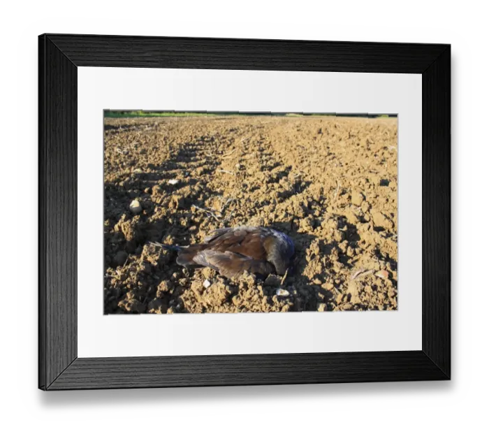 Framed Print : Common Moorhen (Gallinula chloropus) dead adult, shot on cultivated arable field, Bacton, Suffolk, England, september