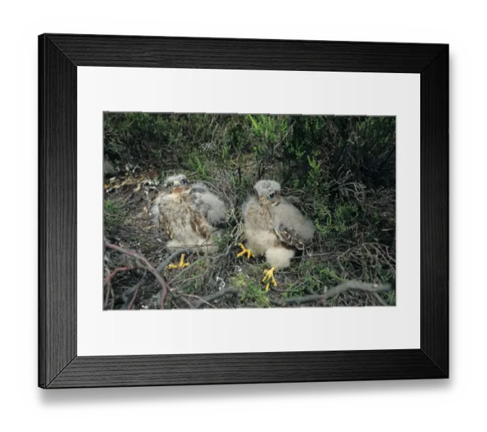 Framed Print : Merlin (Falco columbarius) two chicks, sitting in nest on ground, Derbyshire, England Framed Print : Merlin (Falco columbarius) two chicks, sitting in nest on ground, Derbyshire, England