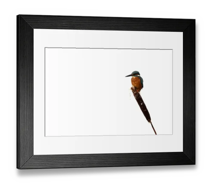 Framed Print : Common Kingfisher (Alcedo atthis) adult, perched on reedmace seedhead in snow, Midlands, England, december Framed Print : Common Kingfisher (Alcedo atthis) adult, perched on reedmace seedhead in snow, Midlands, England, december