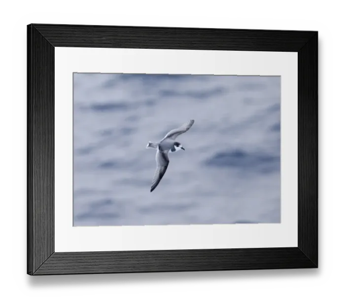 Framed Print : Blue Petrel (Halobaena caerulea) adult, in flight over sea, Southern Ocean, november Framed Print : Blue Petrel (Halobaena caerulea) adult, in flight over sea, Southern Ocean, november