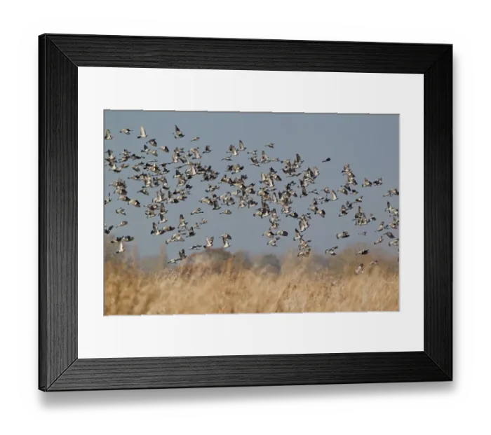 Framed Print : Wood Pigeon (Columbus palumbus) flock, in flight over farmland, Suffolk, England, december Framed Print : Wood Pigeon (Columbus palumbus) flock, in flight over farmland, Suffolk, England, december