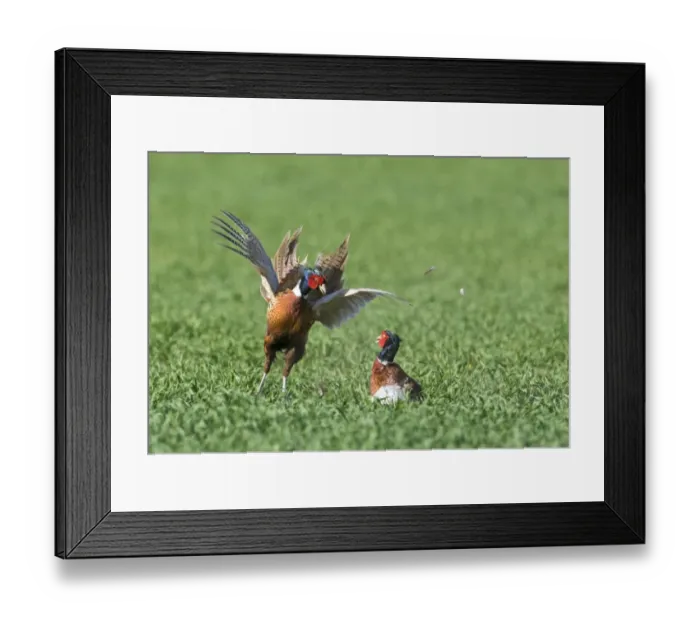 Framed Print : Common Pheasant (Phasianus colchicus) two adult males, fighting in arable field, Norfolk, England, april Framed Print : Common Pheasant (Phasianus colchicus) two adult males, fighting in arable field, Norfolk, England, april