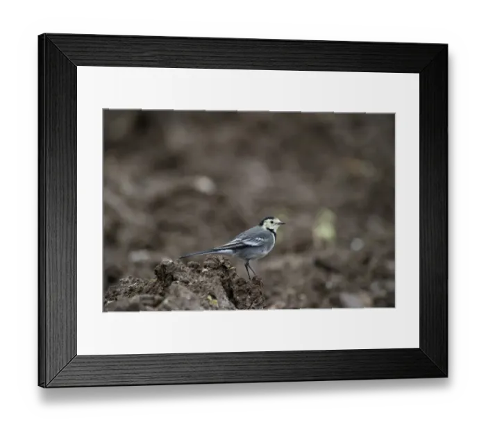 Framed Print : Pied Wagtail (Motacilla alba yarrellii) adult, winter plumage, standing on soil, Norfolk, England, november