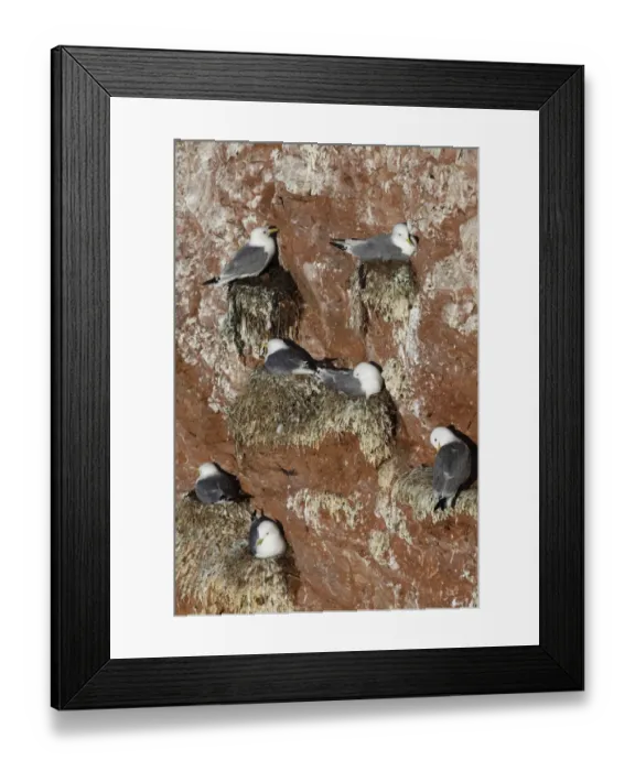 Framed Print : Kittiwake (Rissa tridactyla) adults, breeding colony, nesting on sea cliffs, Heligoland, Schleswig-Holstein, Germany Framed Print : Kittiwake (Rissa tridactyla) adults, breeding colony, nesting on sea cliffs, Heligoland, Schleswig-Holstein, Germany