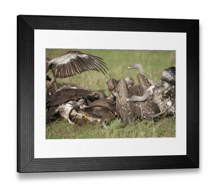 Framed Print : Rueppells Griffon Vulture (Gyps rueppellii) adults, group feeding, scavenging at Blue Wildebeest (Connochaetus taurinus) Framed Print : Rueppells Griffon Vulture (Gyps rueppellii) adults, group feeding, scavenging at Blue Wildebeest (Connochaetus taurinus)