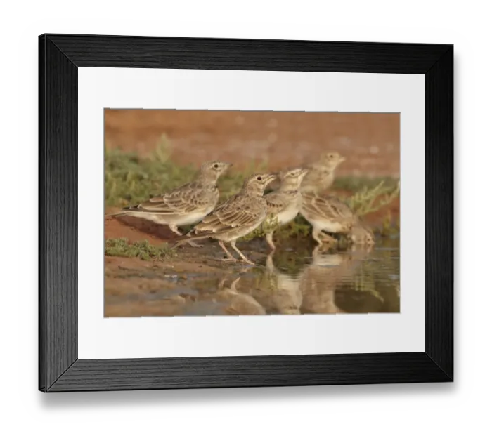 Framed Print : Calandra Lark (Melanocorypha calandra) five juveniles, drinking at pool, Belchite Plains, Aragon, Spain, september Framed Print : Calandra Lark (Melanocorypha calandra) five juveniles, drinking at pool, Belchite Plains, Aragon, Spain, september