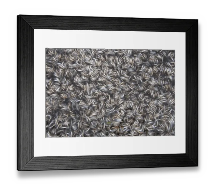 Framed Print : King Penguin (Aptenodytes patagonicus) close-up of moulted feathers, Ross Glacier, Royal Bay, South Georgia Framed Print : King Penguin (Aptenodytes patagonicus) close-up of moulted feathers, Ross Glacier, Royal Bay, South Georgia