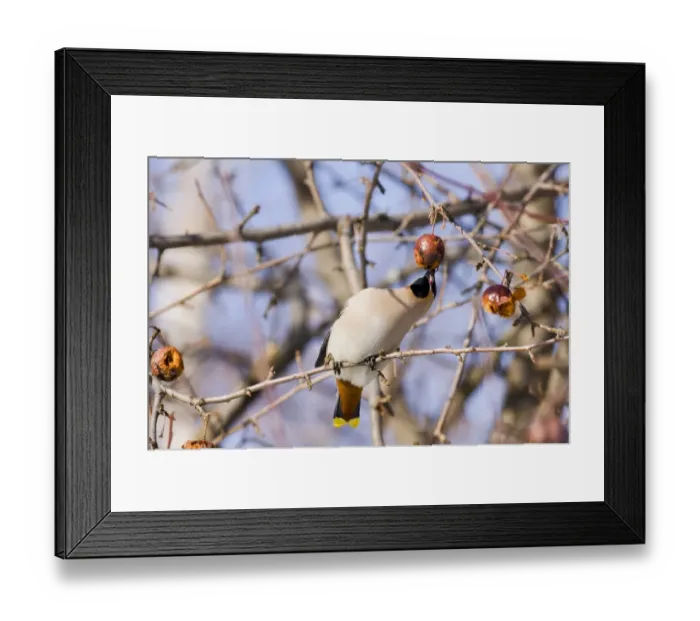 Framed Print : Bohemian Waxwing (Bombycilla garrulus) adult, feeding on fruit in tree, Finland, march Framed Print : Bohemian Waxwing (Bombycilla garrulus) adult, feeding on fruit in tree, Finland, march