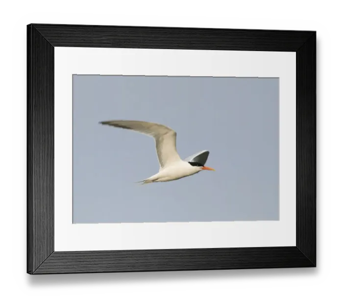 Framed Print : Elegant Tern (Thalasseus elegans) adult, summer plumage, in flight, Bolsa Chica, California, U. S. A. april