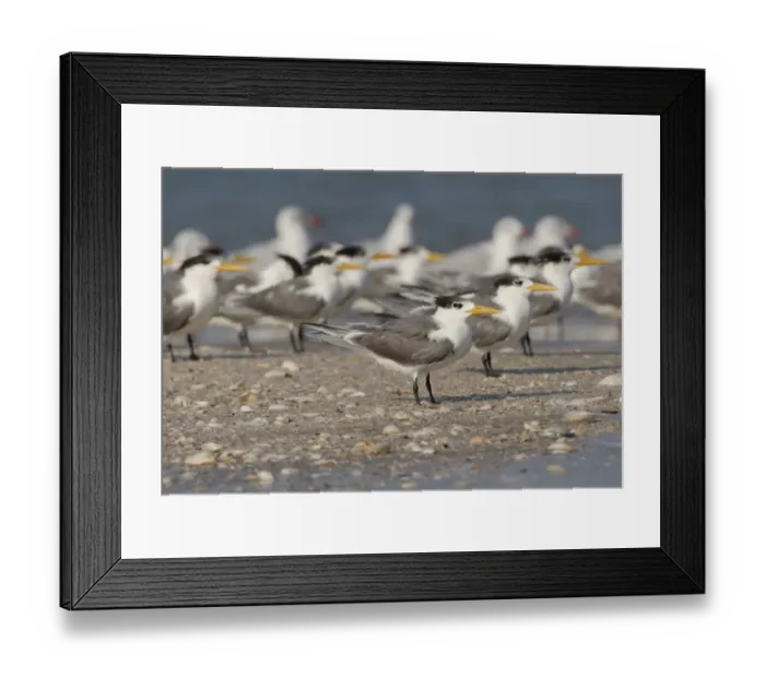 Framed Print : Great Crested Tern (Sterna bergii velox) adults, non-breeding plumage, flock standing at roost on shingle spit with Framed Print : Great Crested Tern (Sterna bergii velox) adults, non-breeding plumage, flock standing at roost on shingle spit with