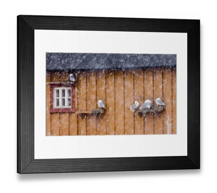 Framed Print : Kittiwake (Rissa tridactyla) adults, nesting on building in blizzard, Vardo, Finnmark, Norway, march Framed Print : Kittiwake (Rissa tridactyla) adults, nesting on building in blizzard, Vardo, Finnmark, Norway, march
