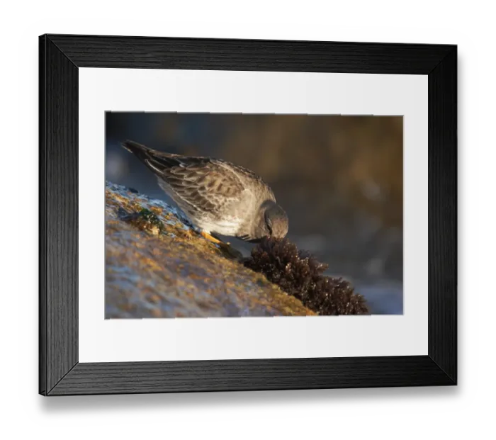 Framed Print : Purple Sandpiper (Calidris maritima) adult, winter plumage, feeding amongst seaweed on rocks, Dorset, England, january Framed Print : Purple Sandpiper (Calidris maritima) adult, winter plumage, feeding amongst seaweed on rocks, Dorset, England, january