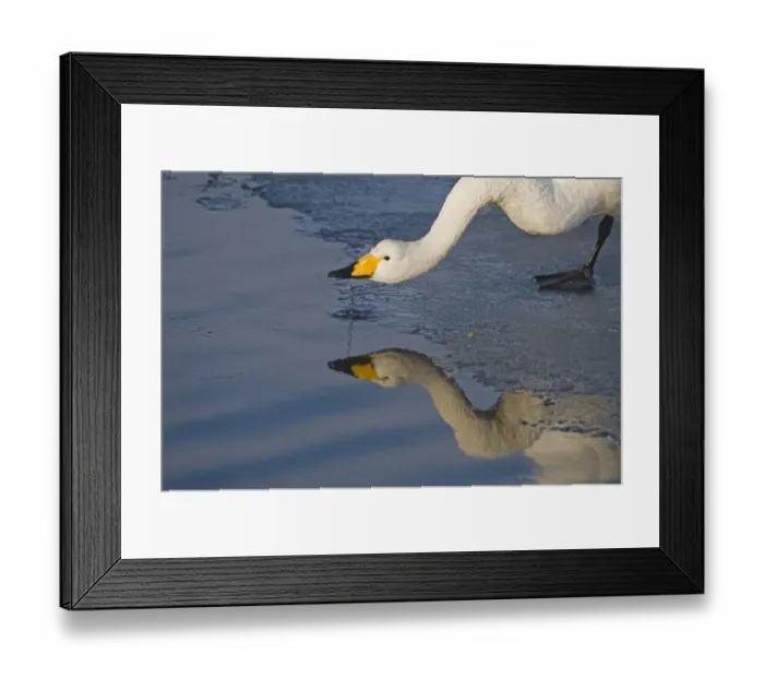 Framed Print : Whooper Swan (Cygnus cygnus) adult, drinking at edge of ice, Hokkaido, Japan, winter Framed Print : Whooper Swan (Cygnus cygnus) adult, drinking at edge of ice, Hokkaido, Japan, winter