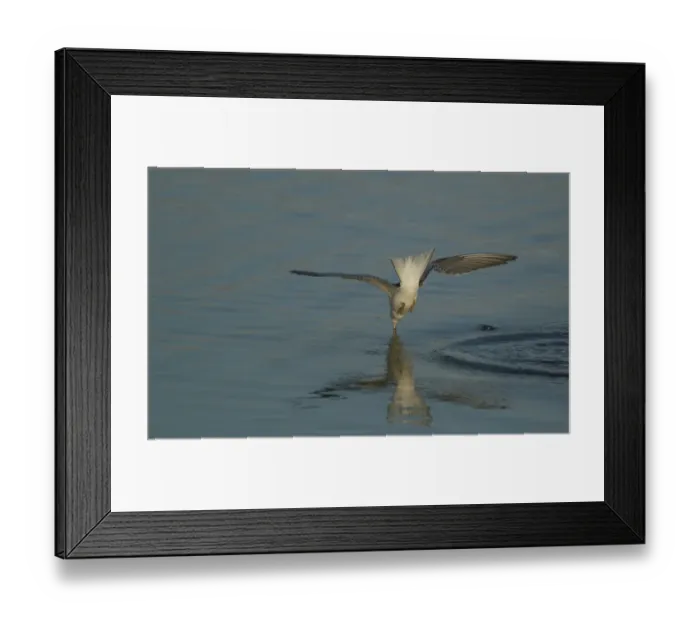 Framed Print : Common Tern (Sterna hirundo) immature, in flight, fishing, Norfolk, England, august Framed Print : Common Tern (Sterna hirundo) immature, in flight, fishing, Norfolk, England, august