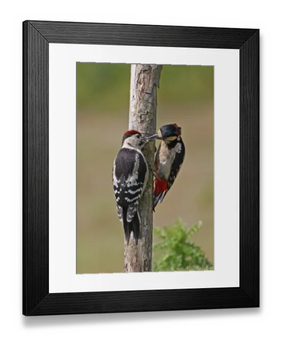 Framed Print : Greater Spotted Woodpecker (Dendrocopus major) adult male feeding juvenile, clinging to dead branch, Norfolk, England
