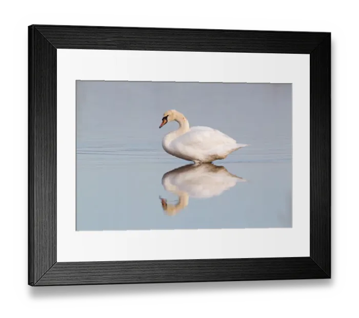 Framed Print : Mute Swan (Cygnus olor) adult female, standing in water with reflection, Suffolk, England, november Framed Print : Mute Swan (Cygnus olor) adult female, standing in water with reflection, Suffolk, England, november