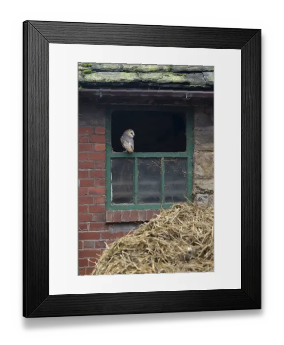 Framed Print : Barn Owl (Tyto alba) adult, perched at window in old barn, Sheffield, South Yorkshire, England, november (captive) Framed Print : Barn Owl (Tyto alba) adult, perched at window in old barn, Sheffield, South Yorkshire, England, november (captive)