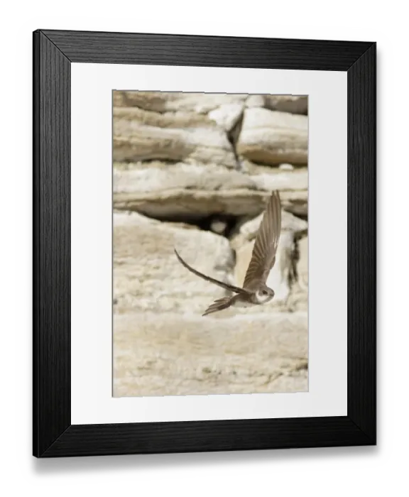 Framed Print : Sand Martin (Riparia riparia) adult, in flight, leaving nesting burrow in artificial sandstone wall nestsite Framed Print : Sand Martin (Riparia riparia) adult, in flight, leaving nesting burrow in artificial sandstone wall nestsite