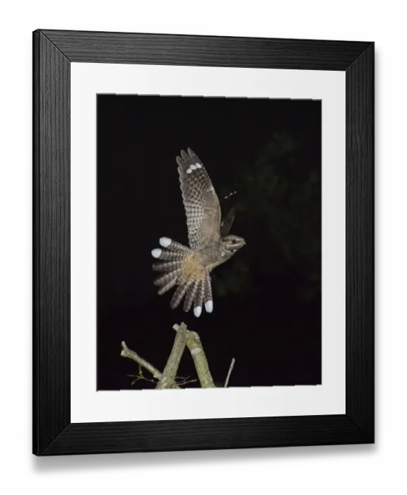 Framed Print : Eurasian Nightjar (Caprimulgus europaeus) adult male, in flight, leaving song post in heathland at night, Norfolk Framed Print : Eurasian Nightjar (Caprimulgus europaeus) adult male, in flight, leaving song post in heathland at night, Norfolk
